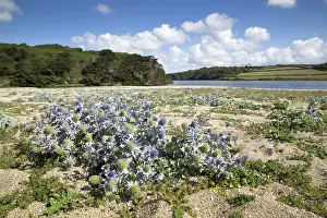Holly: 80188727 Sea Holly at Loe Bar Cornwall, UK Eryngium