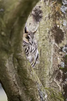 Chapman: 80188730 Long Eared Owl UK Asio otus David Chapman
