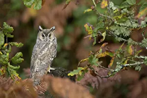 Otus: 80188731 Long Eared Owl - in Oak Tree UK Asio otus