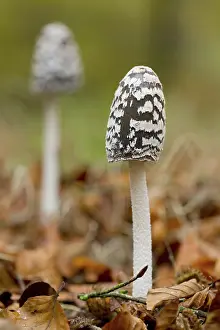 Toadstool: 80188733 Magpie Inkcap Fungus - Autumn Cornwall