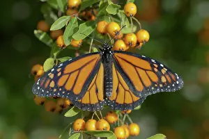 Monarch: 80188737 Monarch Butterfly - Pyracantha Berries
