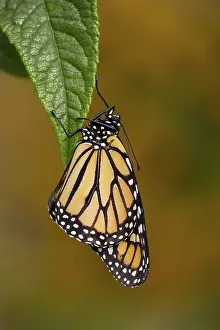 Monarch: 80188738 Monarch Butterfly UK Danaus plexippus David