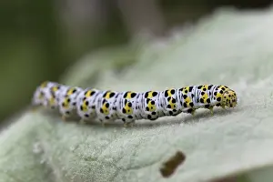 Mullein: 80188741 Mullein Moth Caterpillar - on Mullein Leaf