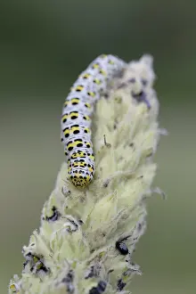 Mullein: 80188742 Mullein Moth Caterpillar - on Mullein Plant