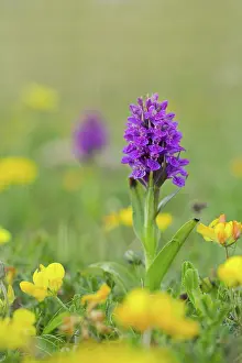 Anglesey: 80188747 Northern Marsh Orchid Anglesey, Wales