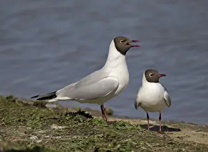 Gulls: 80188749 Black-Headed Gulls - male and female -