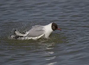 Hide: 80188750 Black-Headed Gull - washing feathers in