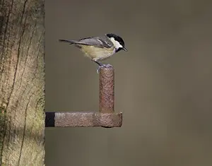 Coal: 80188751 Coal Tit - perched on old gate post hinge