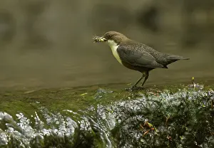 Amber: 80188752 Dipper - by small waterfall in stream with