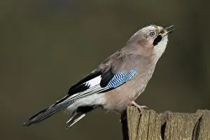 Status: 80188753 Eurasian Jay - perched on gate post - eating