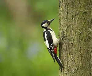 Vent: 80188755 Great Spotted Woodpecker - female on tree