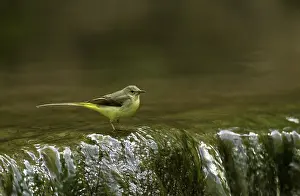 Population: 80188757 Grey Wagtail - juvenile by small waterfall