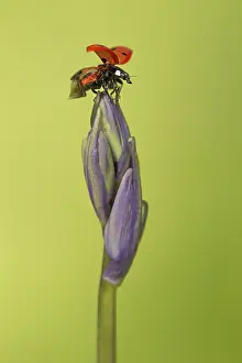 Ladybird: 80188761 Ladybird - on Bluebell with wings open