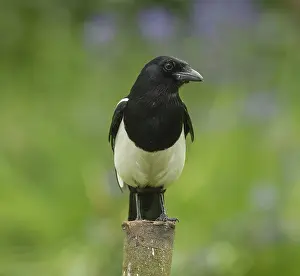 Magpie: 80188762 Magpie - on tree trunk - Summer Staffordshire