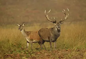 Trust: 80188763 Red Deer - male and female standing among