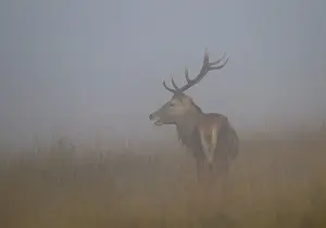 Trust: 80188764 Red Deer - stag standing in the mist among
