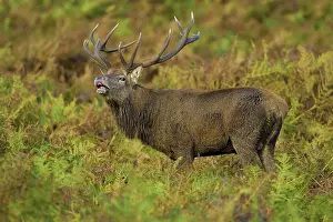 Trust: 80188765 Red Deer - stag bellowing - male - rutting