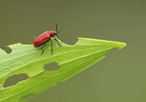 Crawling: 80188767 Red Lily Beetle - crawling on lily leaf