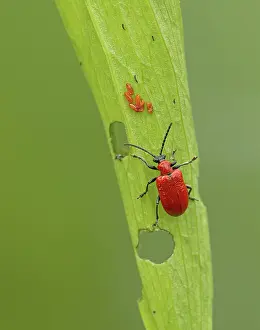 Crawling: 80188768 Red Lily Beetle - crawling on lily leaf