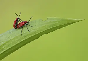 Cases: 80188769 Red Lily Beetles - mating on lily leaf
