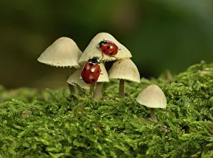 Crawling: 80188771 Ladybirds - on a group of Mycenaceae fungi