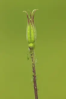 Crawling: 80188772 Aphids - crawling over and feeding on acquilegia