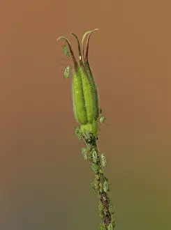 Crawling: 80188773 Aphids - crawling over and feeding on acquilegia