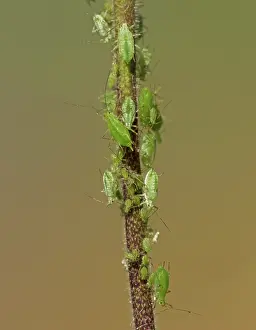 Crawling: 80188774 Aphids - crawling over and feeding on acquilegia