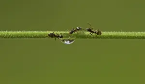 Worker: 80188777 Black Garden Ant - female workers drinking