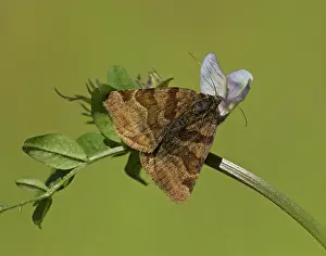 Vetch: 80188779 Burnet Companion Moth - in wildflower meadow