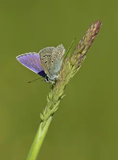 Fringe: 80188782 Common Blue Butterfly - male resting on