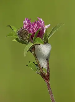 Clover: 80188783 Cuckoo-Spit - on clover - produced by froghopper