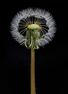 Sphere: 80188784 Dandelion Seed Head - showing seed parachutes