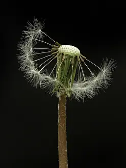 Blowball: 80188785 Dandelion Seed Head - showing seed parachutes