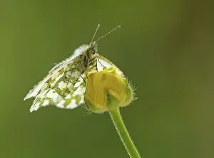 Buttercup: 80188786 Orange-Tip Butterfly - female resting on