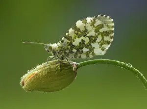Welsh: 80188787 Orange-Tip Butterfly - female resting on