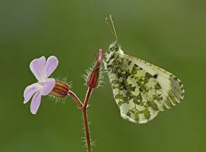 Visitor: 80188788 Orange-Tip Butterfly - female resting on