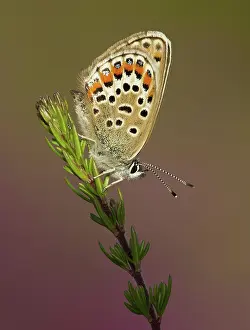 Special: 80188789 Silver-studded Blue Butterfly - female