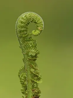Frond: 80188790 Fern Frond - unfurling - Summer Staffordshire