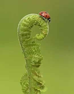 Frond: 80188791 Ladybird - on fern frond - Summer Staffordshire