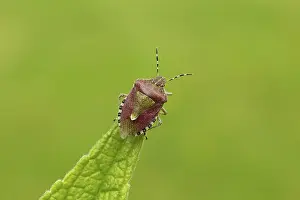 Shield: 80188796 Green Shield Bug - resting on top of leaf