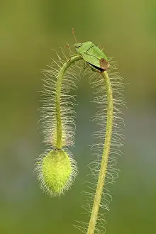 Crawling: 80188798 Green Shield Bug - crawling on poppy bud