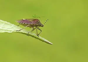 Shield: 80188799 Green Shield Bug - resting on top of leaf