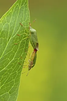Shield: 80188800 Green Shield Bugs - mating on Peony leaf