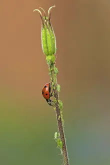 Crawling: 80188801 Ladybird - crawling among aphids (Aphidoidea)