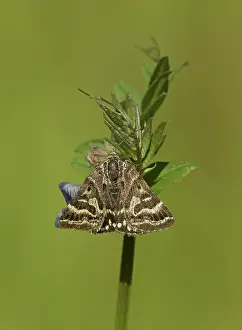 Vetch: 80188802 Mother Shipton Moth - in wildflower meadow
