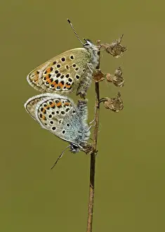 Special: 80188803 Silver-studded Blue Butterflies - mating