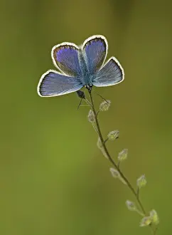 Special: 80188805 Silver-studded Blue Butterfly - male resting