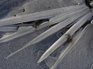 Puddle: 80189123 Icy surface of frozen water puddle Germany