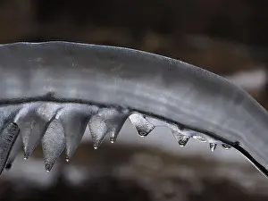 Icicle: 80189125 Icicle Gran Paradiso National Park, Italy